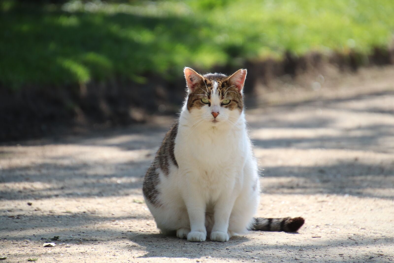 Canon EOS 800D (EOS Rebel T7i / EOS Kiss X9i) sample photo. Cat, sitting, road photography