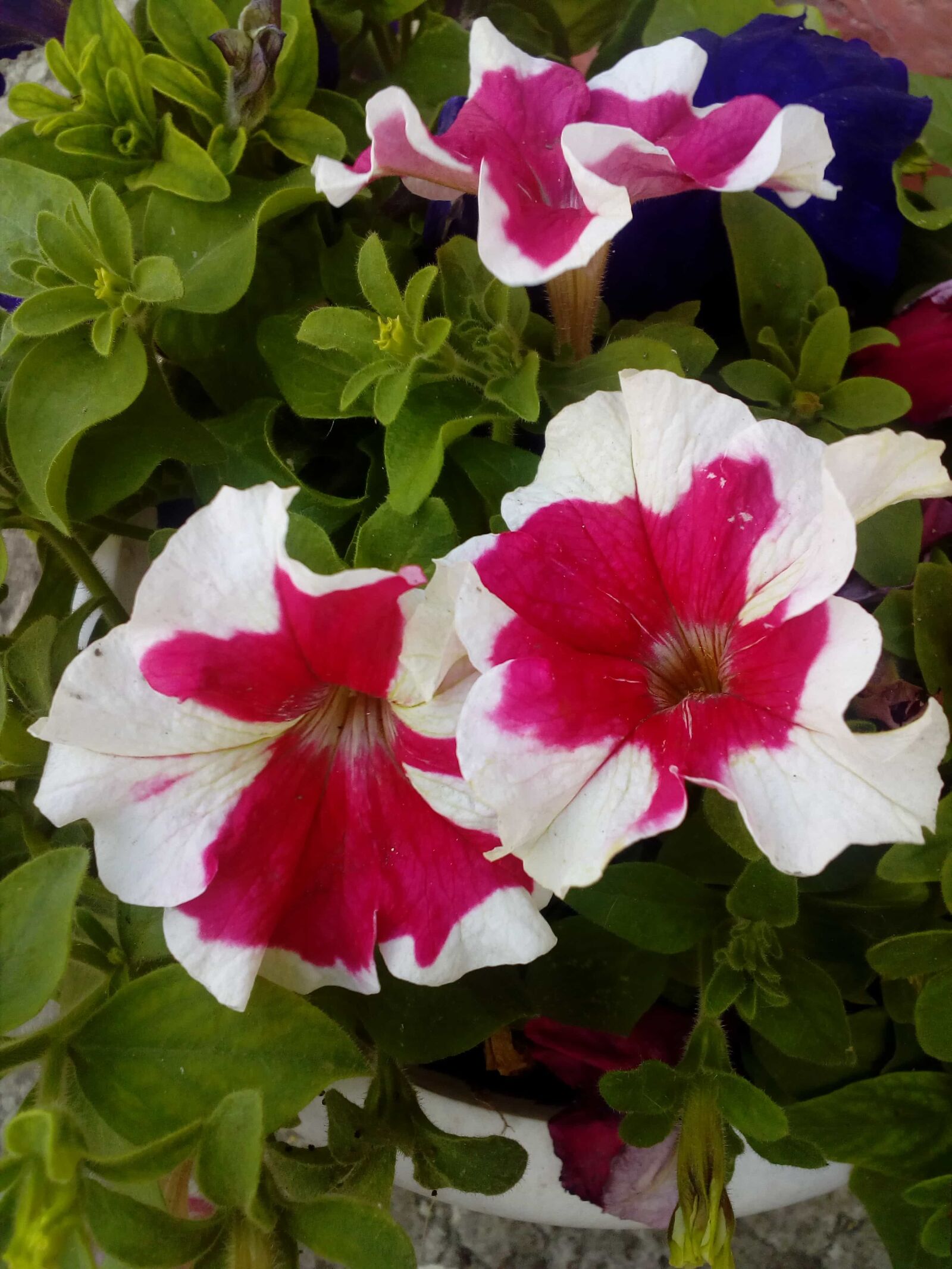 ZTE BLADE A510 sample photo. Colourful, flower bud, flower photography
