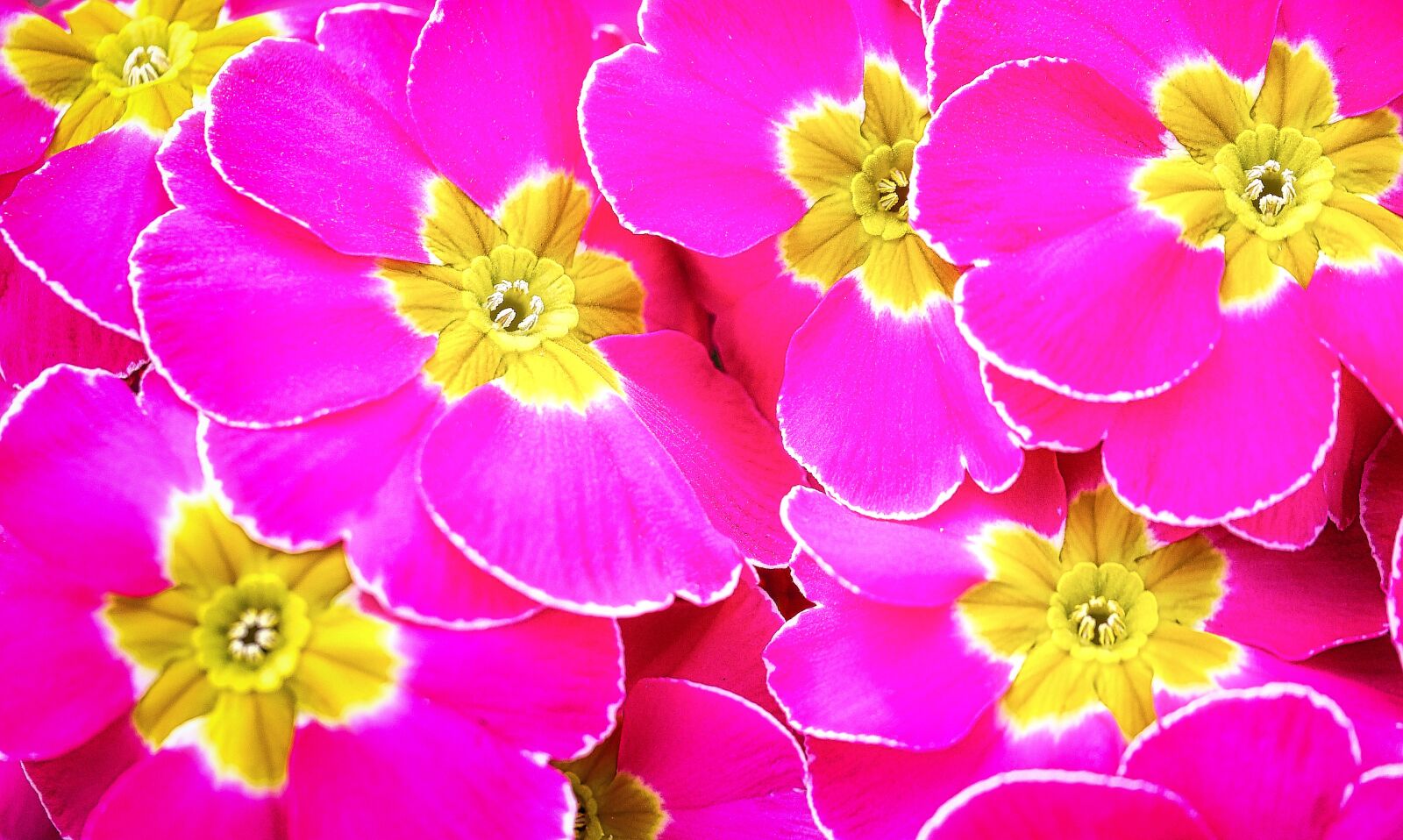 Panasonic Lumix DMC-G2 sample photo. Flower, nature, floral photography