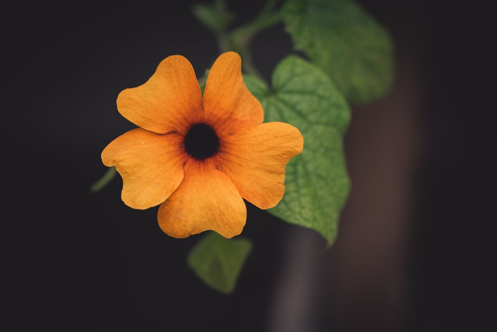 Nikon D750 sample photo. Flower, blossom, bloom photography