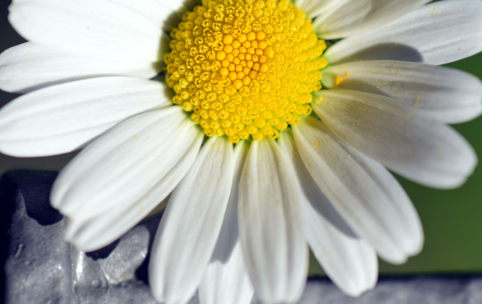 Nikon D3300 sample photo. Marguerite, blossom, bloom photography
