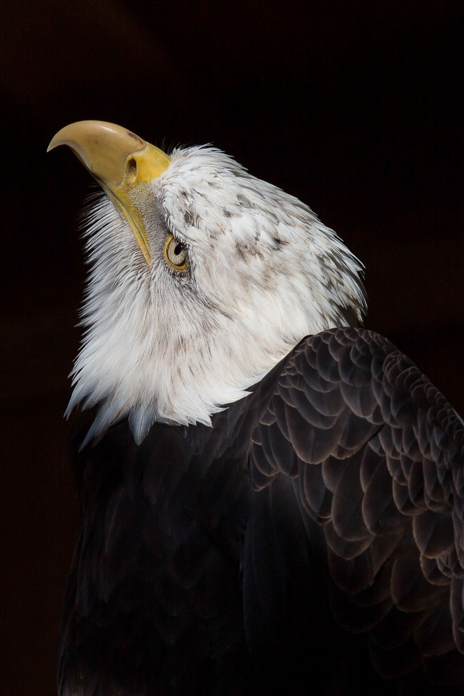 Canon EOS 5D Mark III sample photo. Adler, bald eagle, bird photography