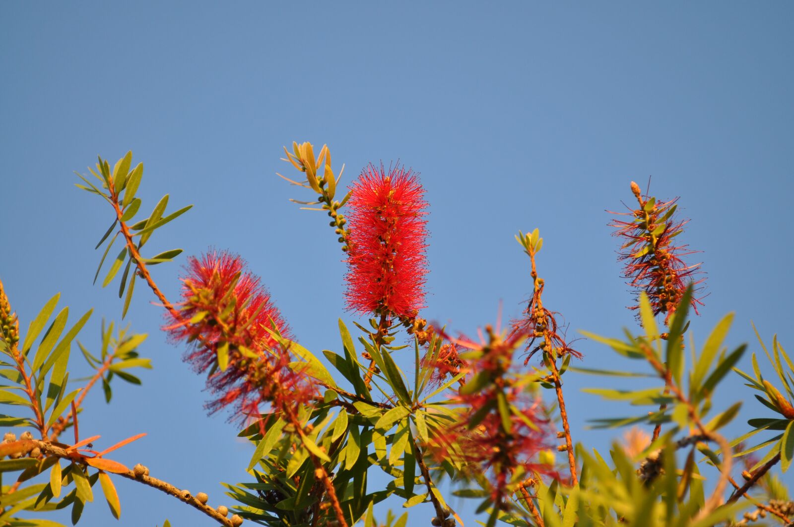 Nikon D90 sample photo. Plant, nature, red photography