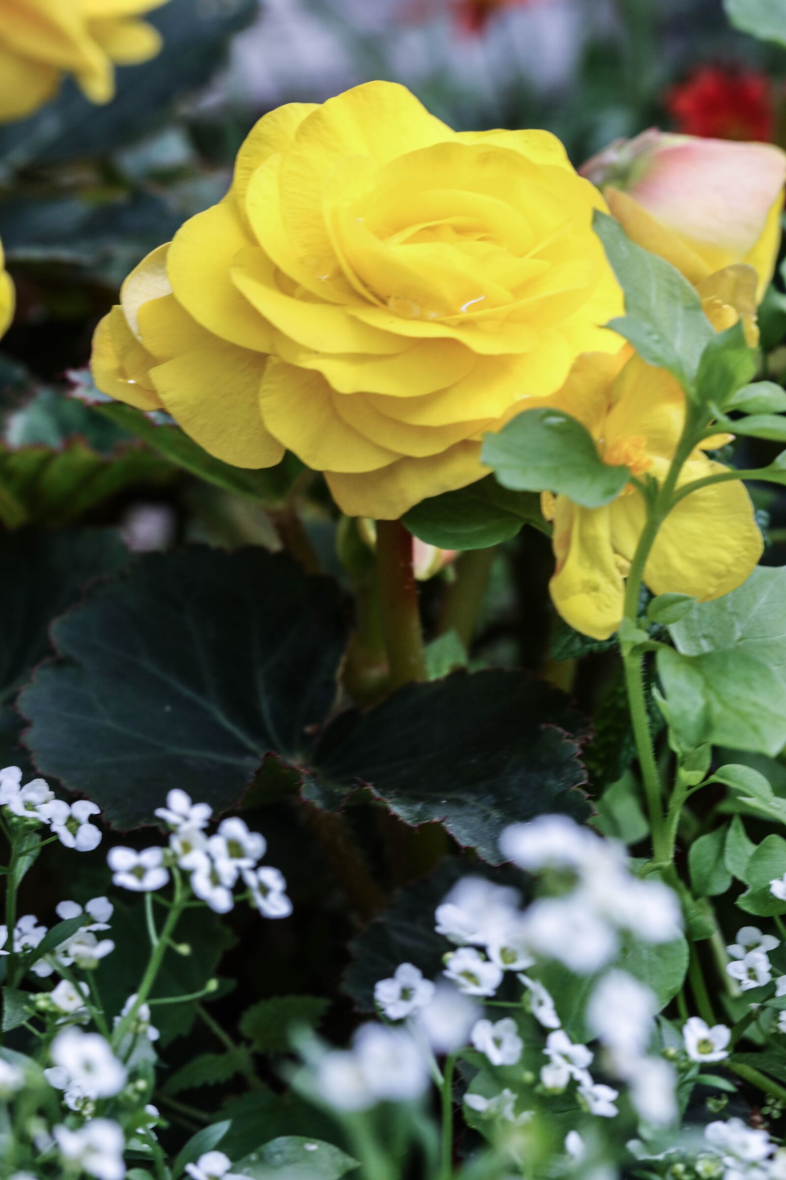 Canon EOS 7D Mark II sample photo. Flower, yellow, garden flower photography