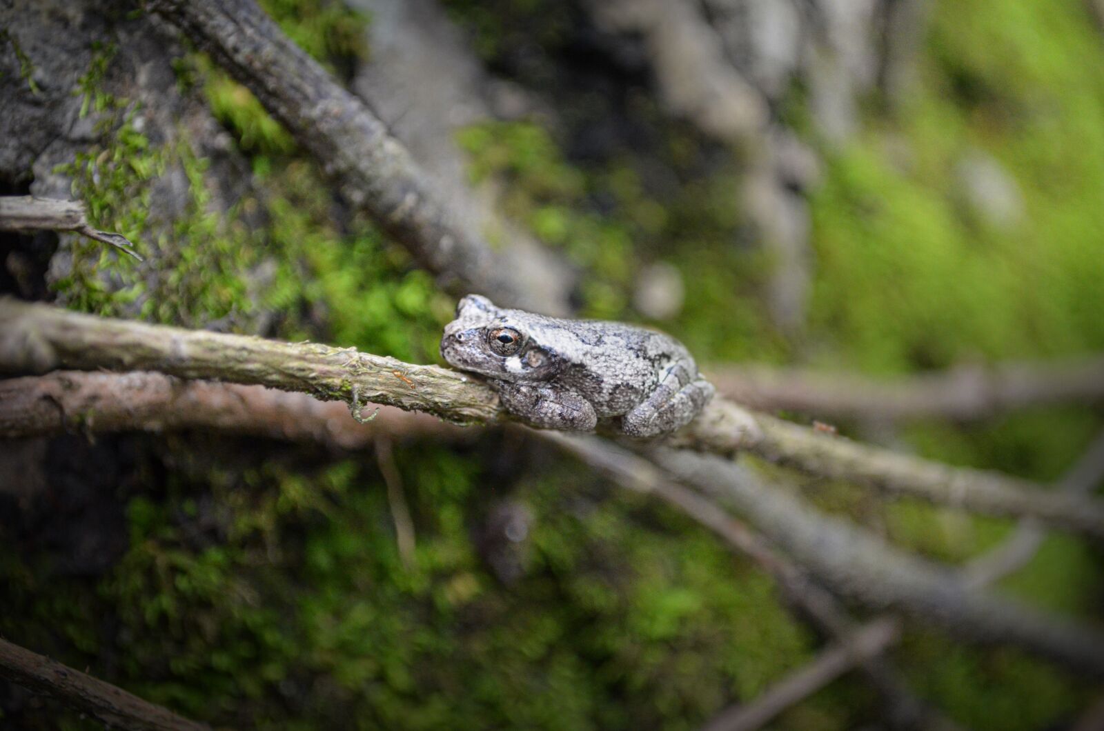 Nikon D5100 sample photo. Frog, tree, amphibian photography