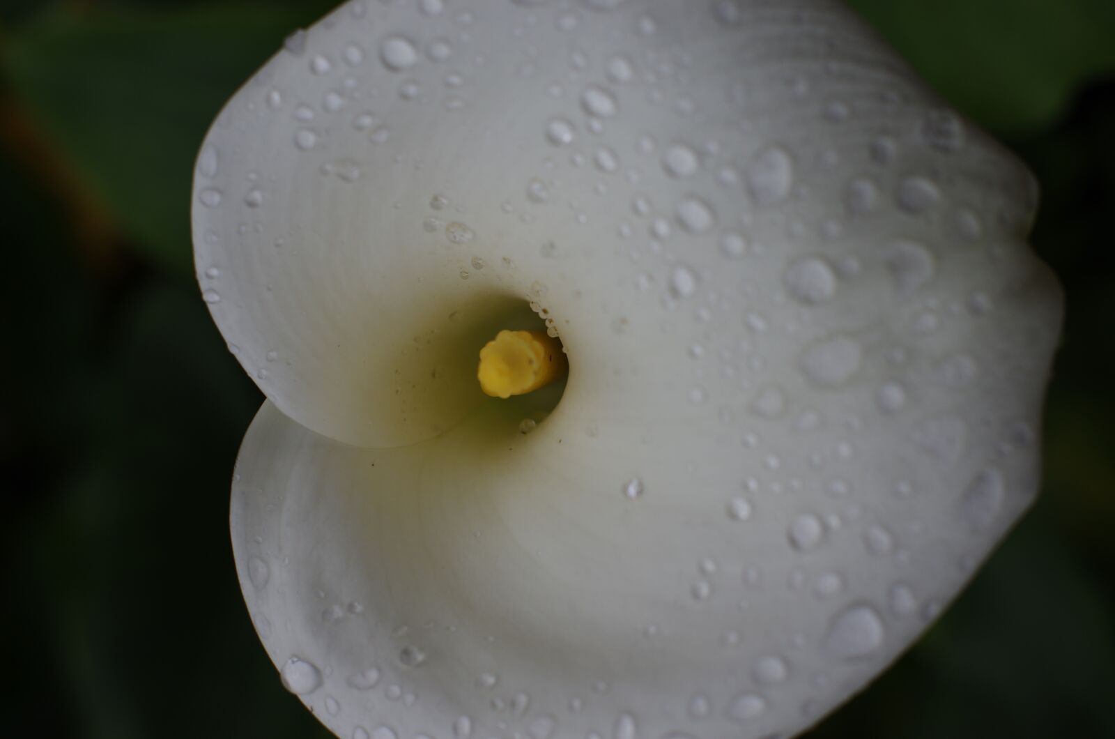 Pentax K-5 sample photo. Arum, flower, plant photography