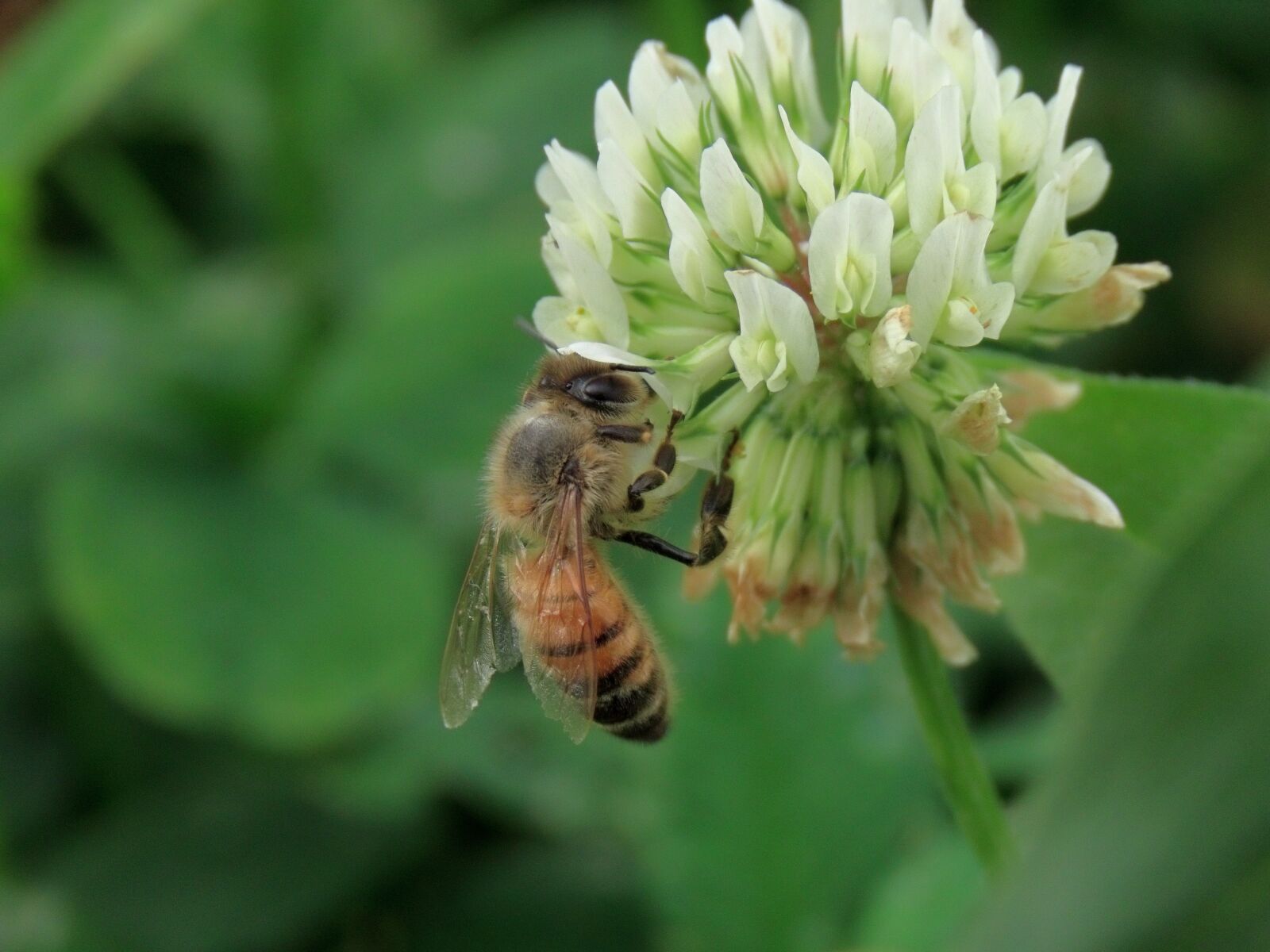 Canon PowerShot SX70 HS sample photo. Insect, bee, honeybee photography