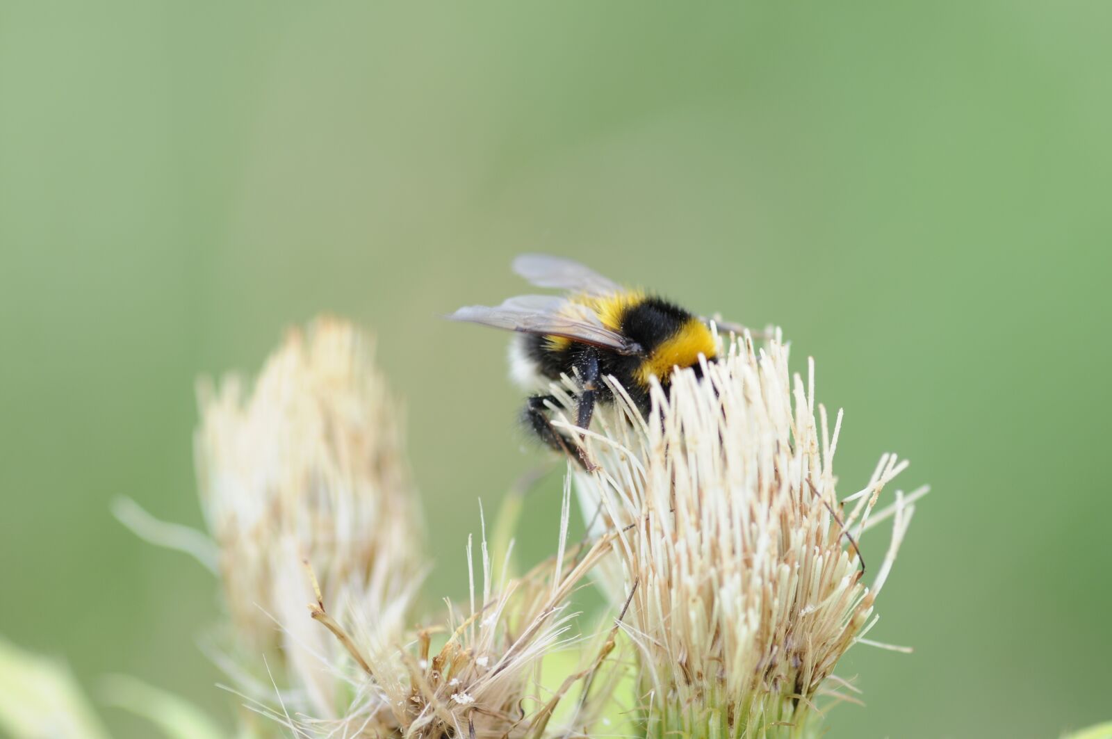 Nikon D300 sample photo. Hummel, bumblebee, insect photography