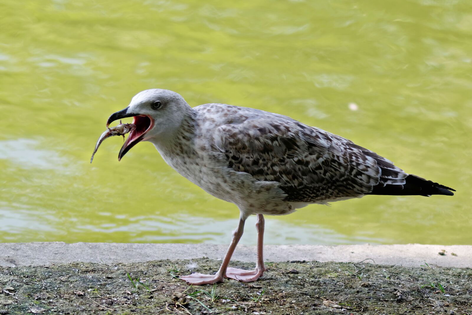 Nikon D5300 sample photo. Bird, gull, plumage photography
