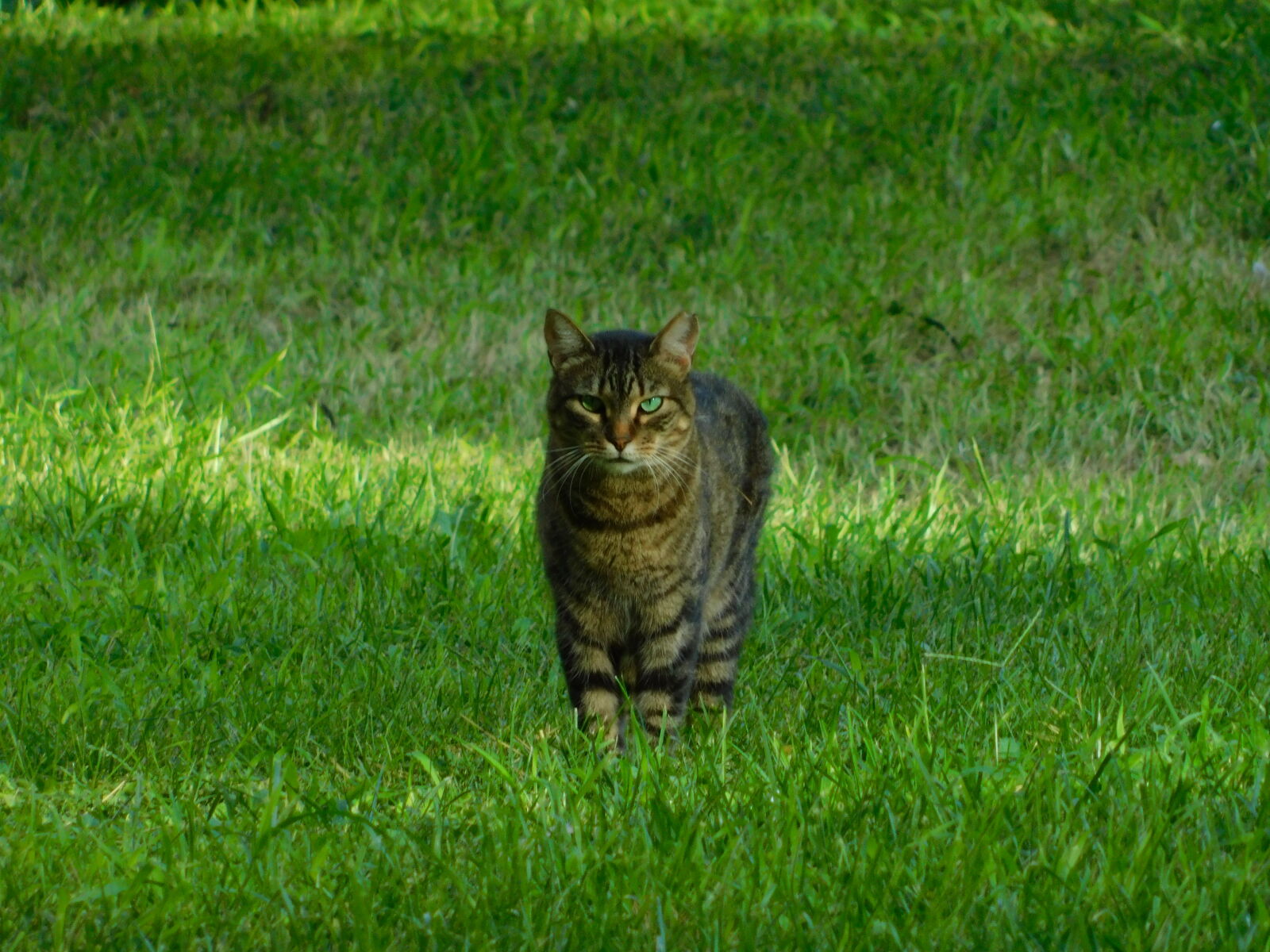 Nikon Coolpix B500 sample photo. Cat with grass in photography