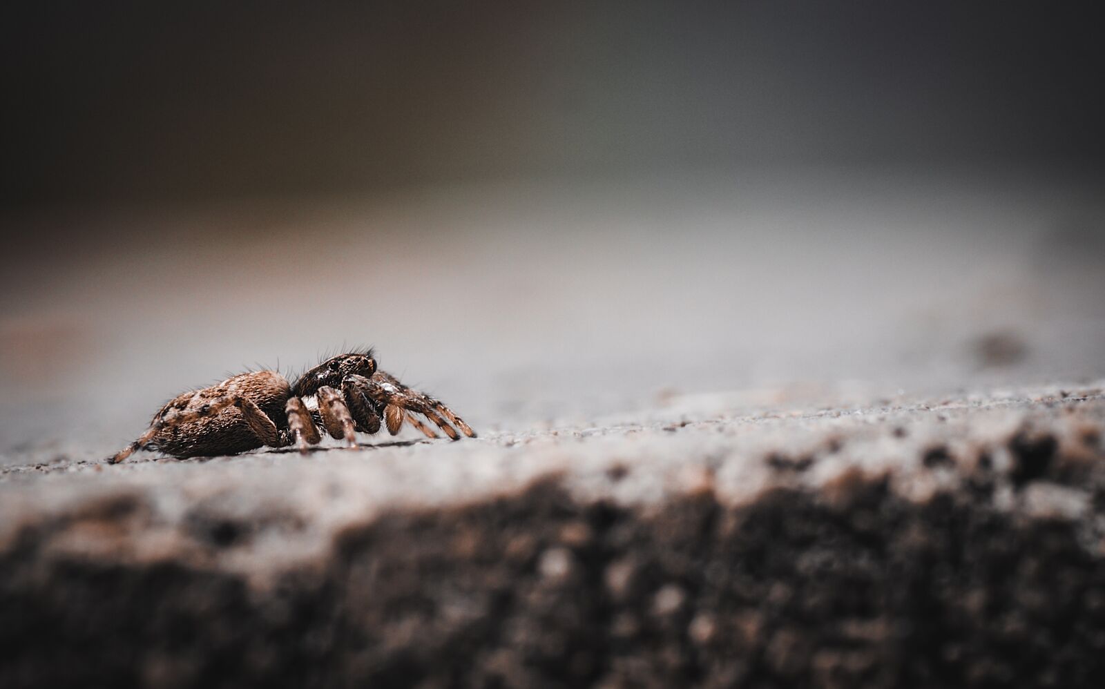 Canon EOS 1300D (EOS Rebel T6 / EOS Kiss X80) sample photo. Spider, salticidae, hairy photography