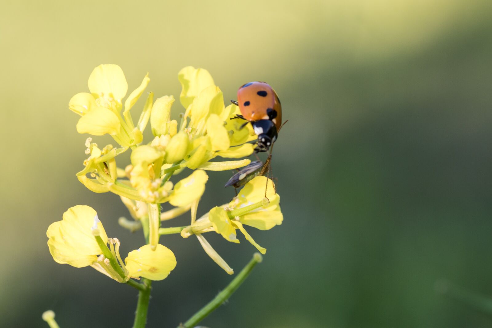 Canon EOS 7D Mark II sample photo. Oilseed rape, yellow, leaf photography