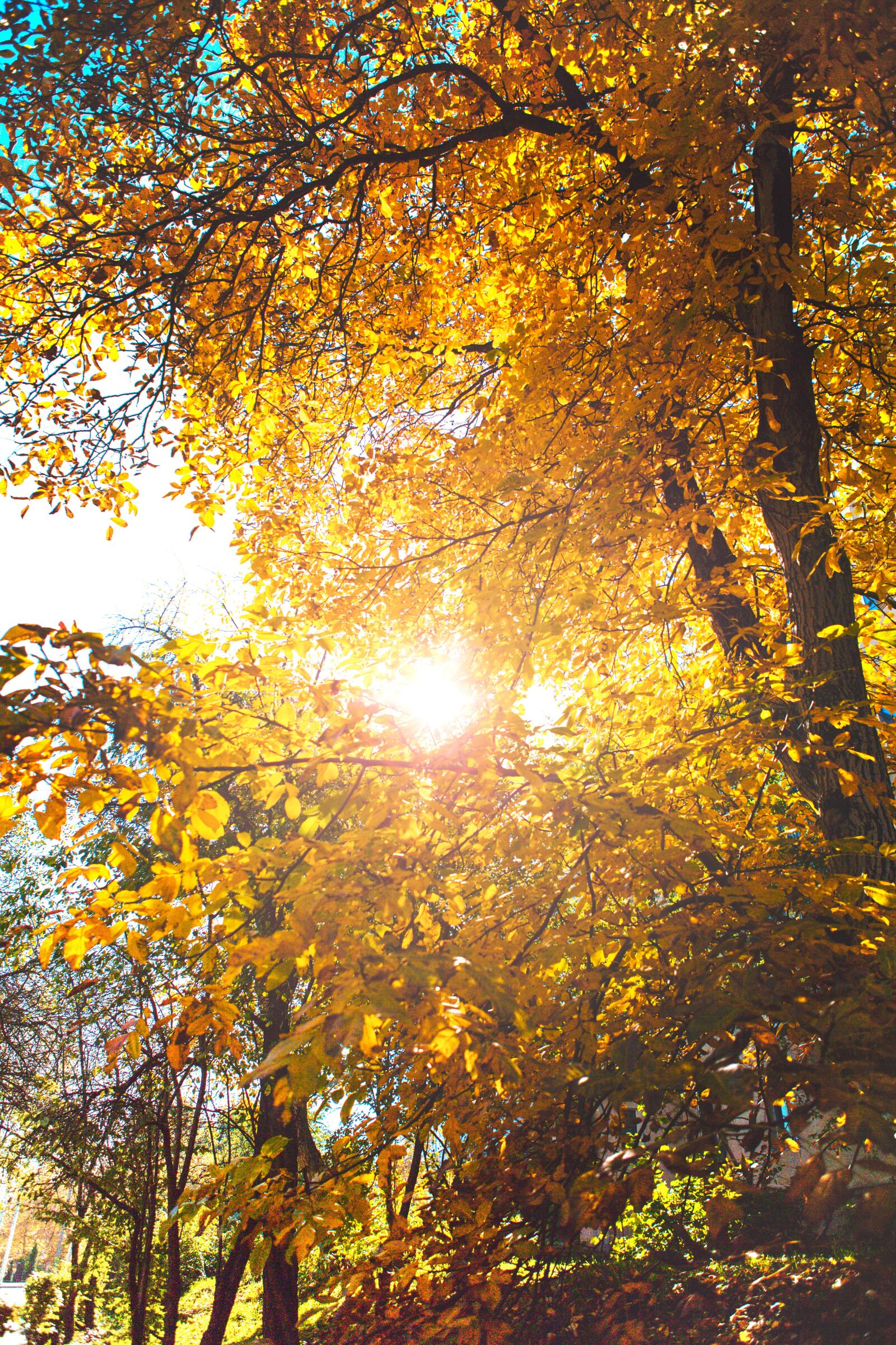 Canon EOS 5D Mark III sample photo. Autumn, orange, leaves photography