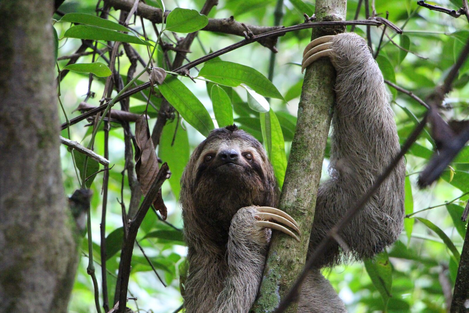 Canon EOS 100D (EOS Rebel SL1 / EOS Kiss X7) sample photo. Sloth, three finger sloth photography