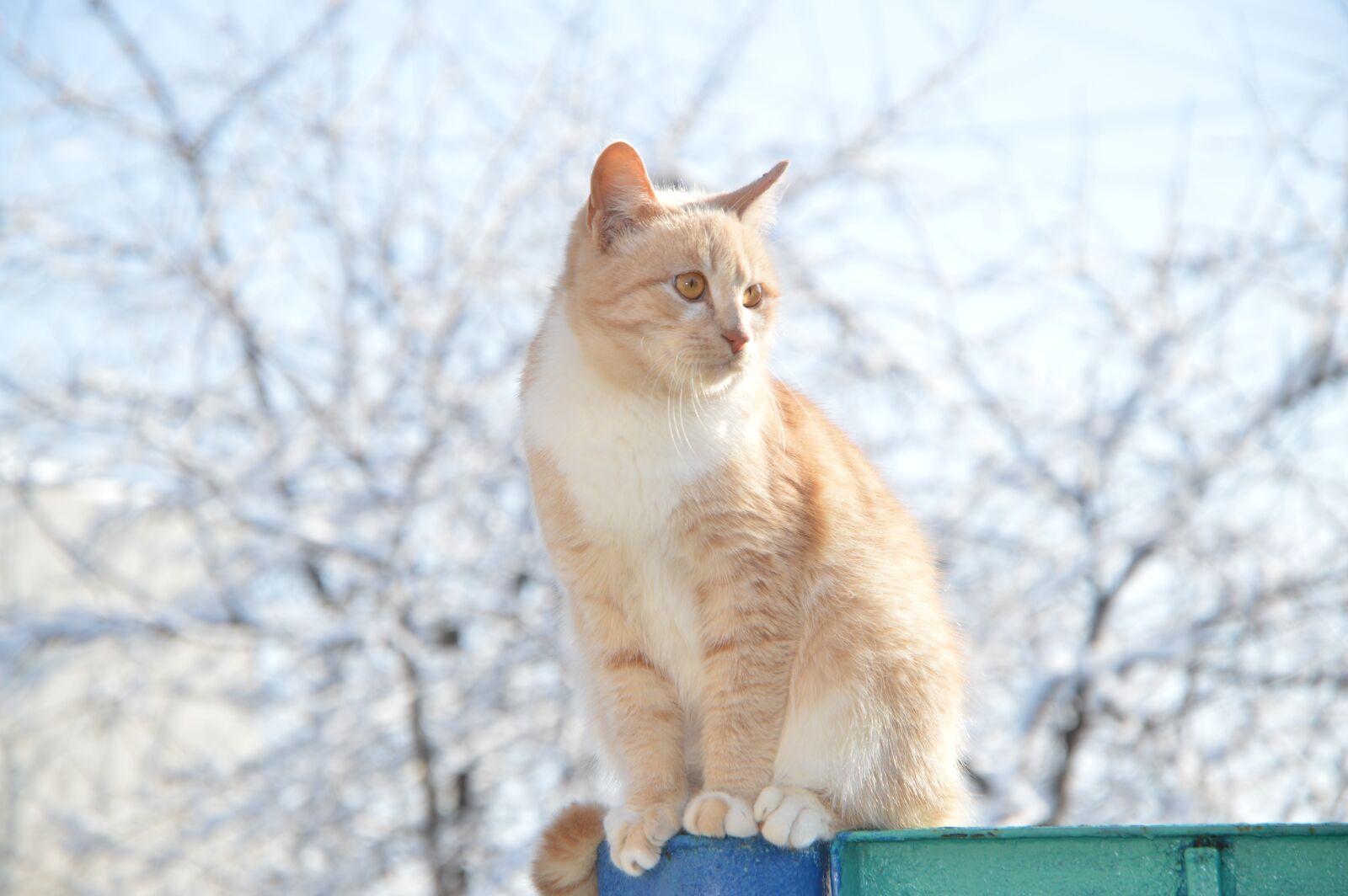 Nikon D3200 sample photo. Red-headed cat, cat, redhead photography