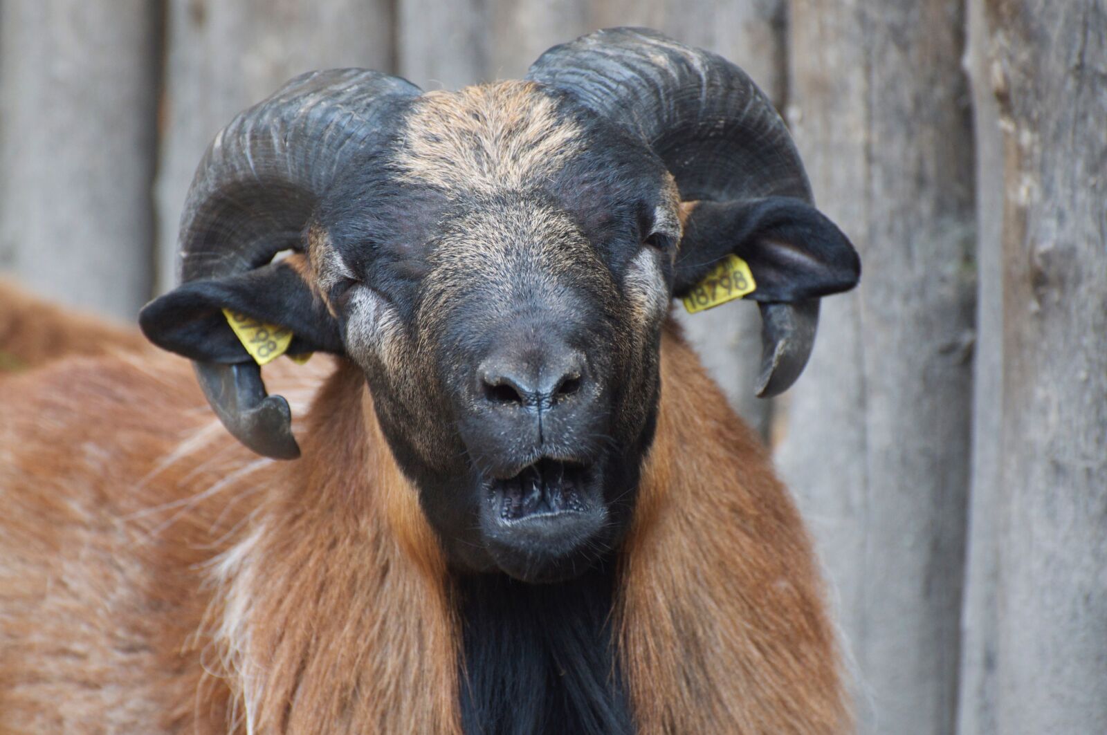 Nikon D90 sample photo. Bock, animal, horns photography
