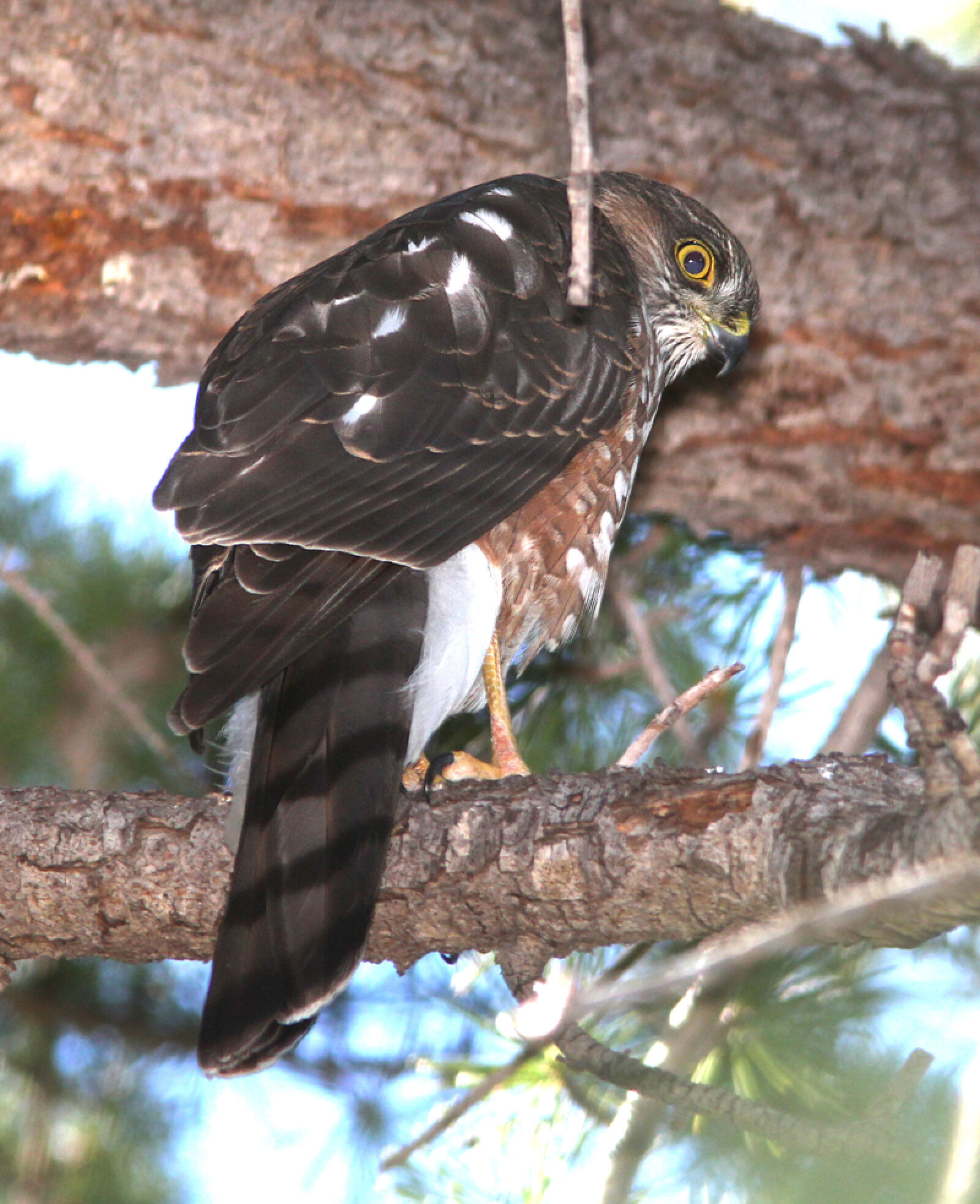 Canon EF 300mm F4L IS USM sample photo