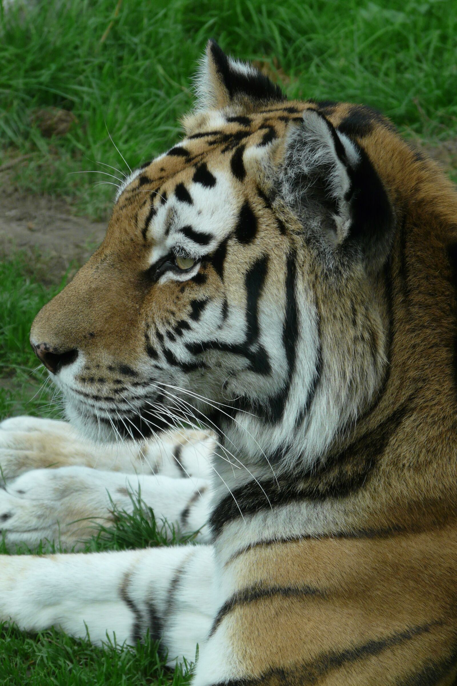 Panasonic DMC-FZ18 sample photo. Tiger, zoo, animal world photography