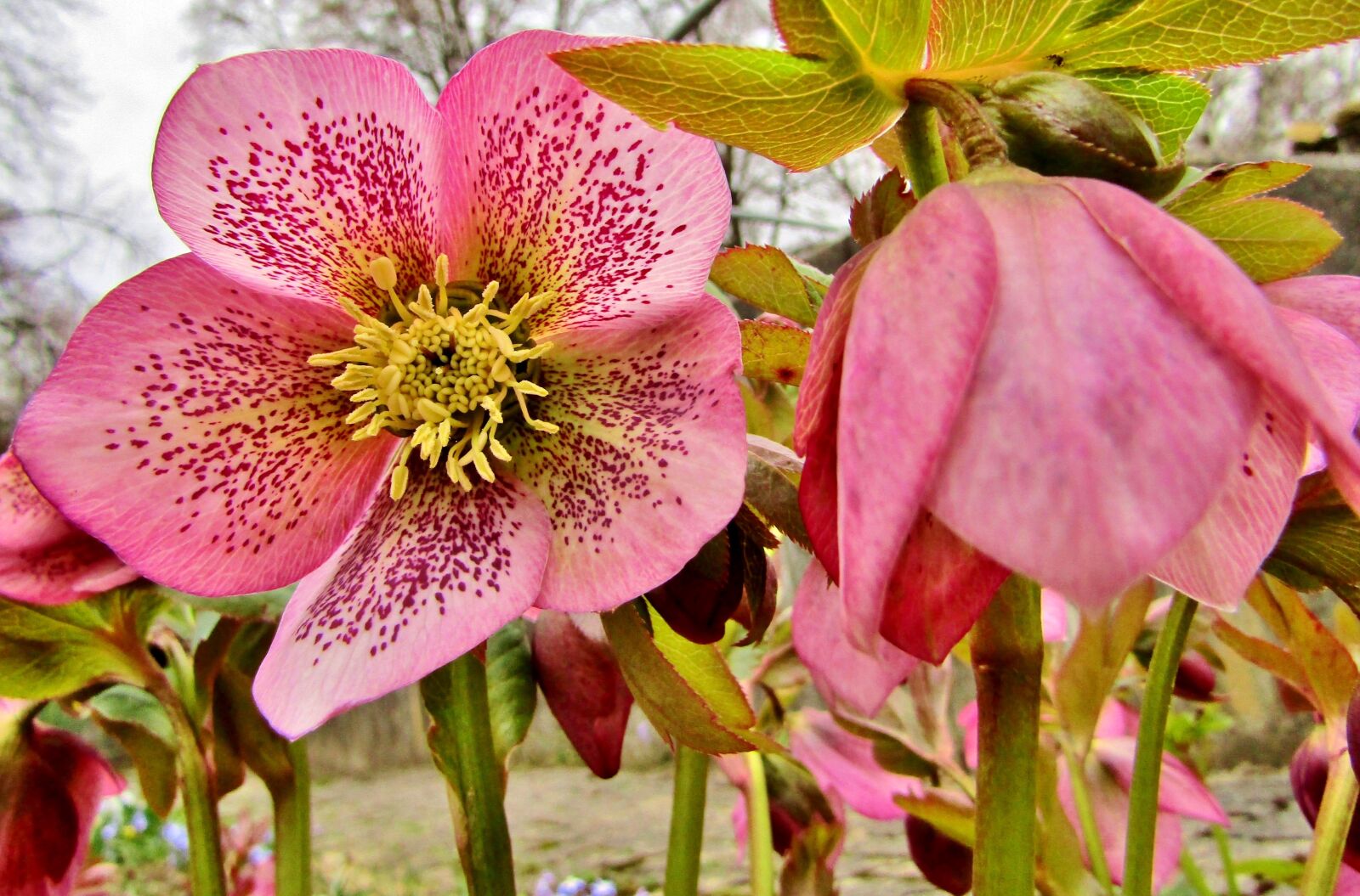 Canon POWERSHOT SX432 IS sample photo. Christmas rose, speckled, rose photography