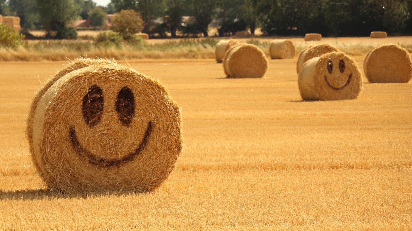 Canon EOS 77D (EOS 9000D / EOS 770D) sample photo. Straw, halmballe, agriculture photography