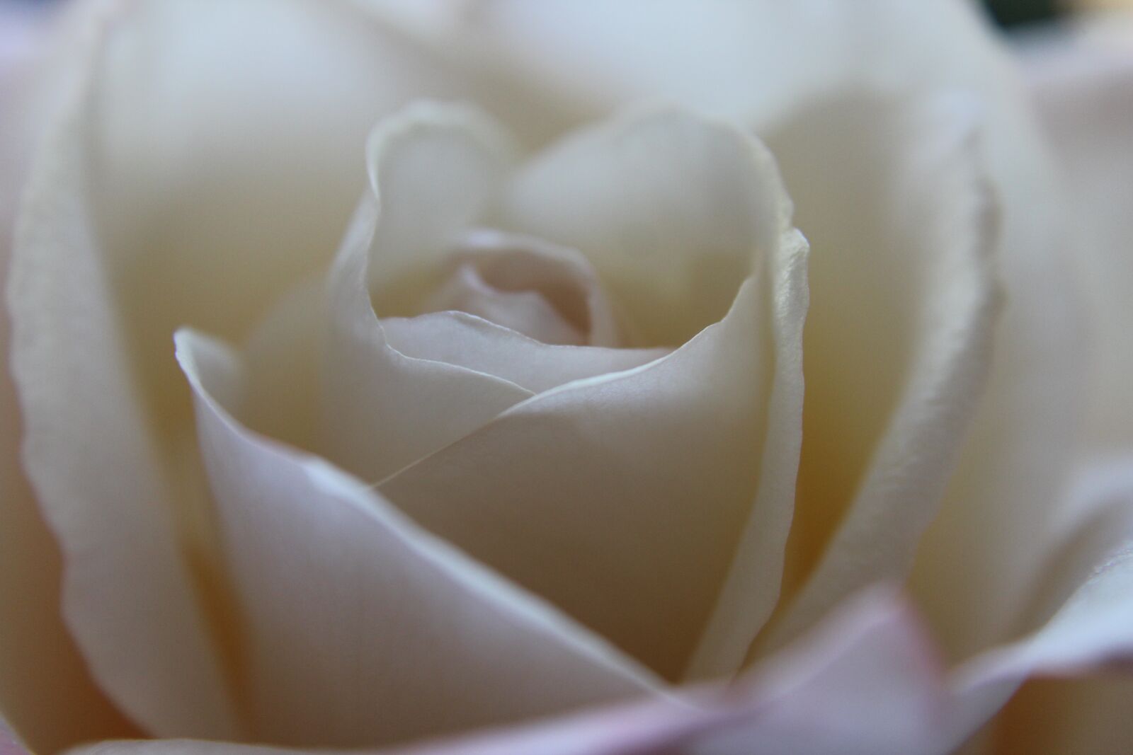 Canon EOS 1300D (EOS Rebel T6 / EOS Kiss X80) sample photo. Flower, rose, white photography