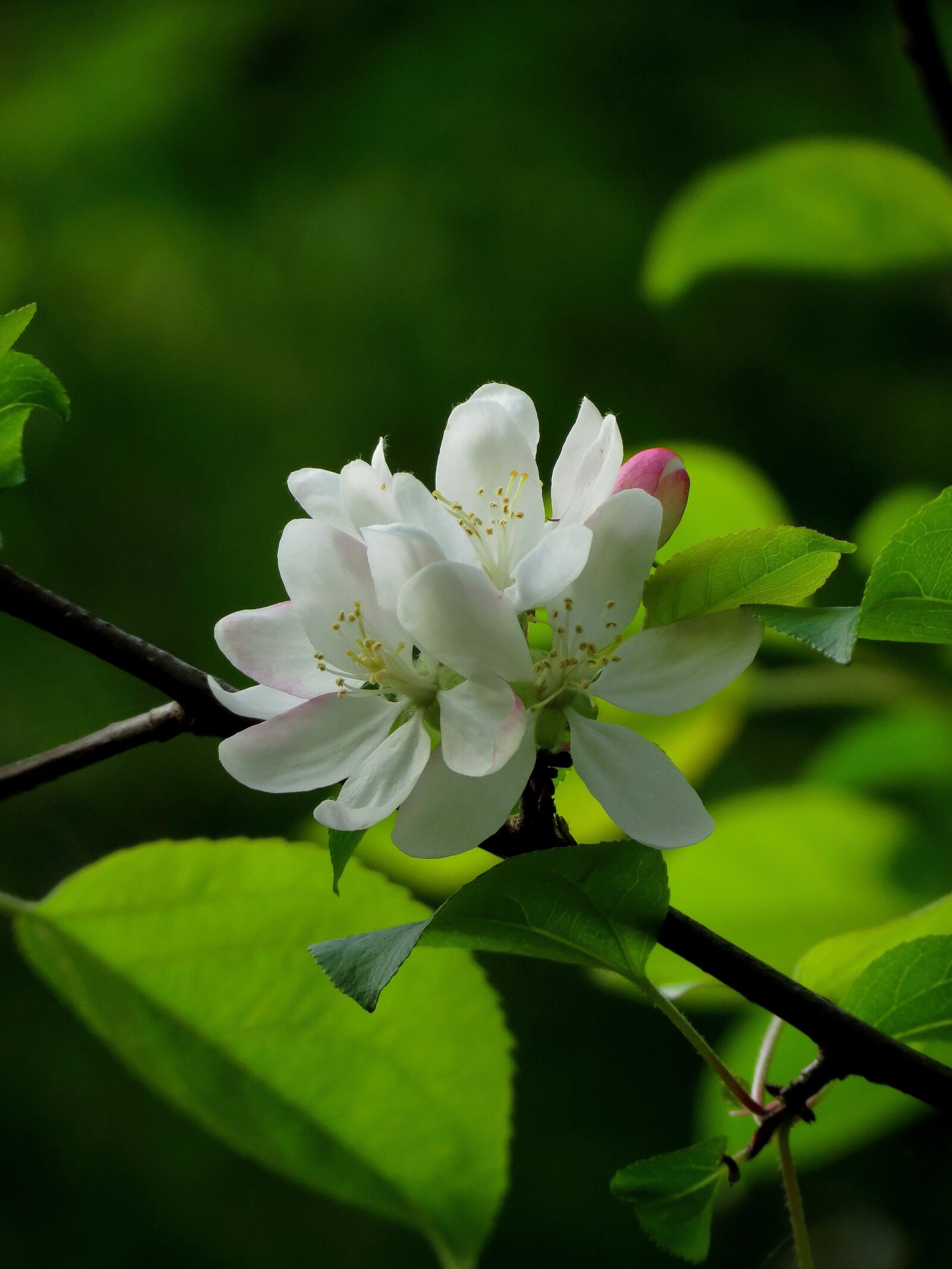 Canon PowerShot SX40 HS sample photo. White flowers, fruits, bloom photography