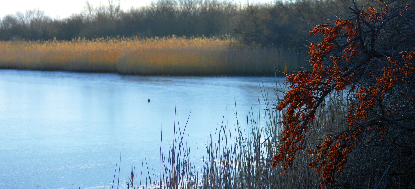 Nikon D3200 sample photo. Speicherkoog dithmarschen, nature reserve photography