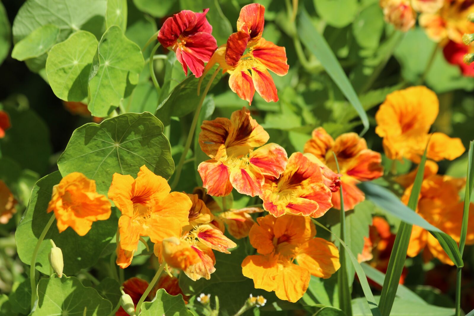 Canon EOS 650D (EOS Rebel T4i / EOS Kiss X6i) sample photo. Nasturtium, tropaeolum, flowers photography