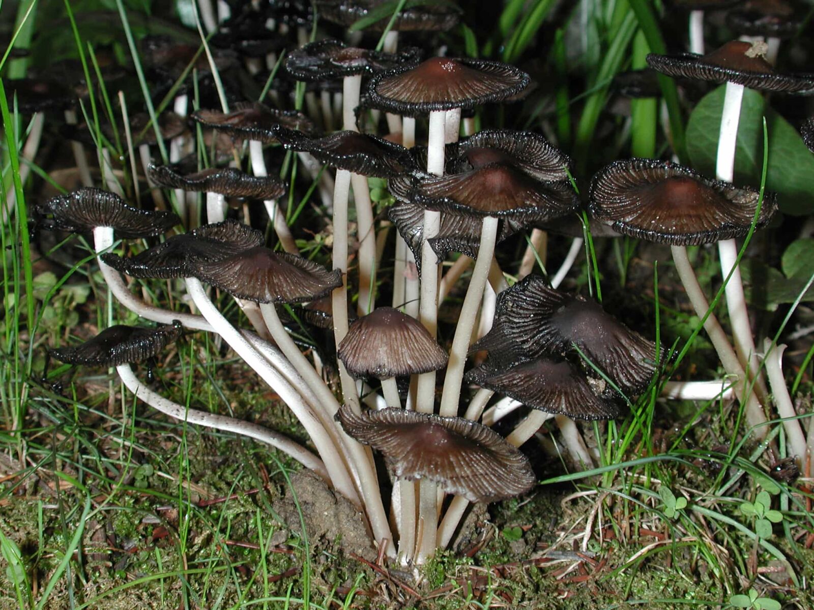 Nikon E990 sample photo. Fungus, nature, grass, wild photography