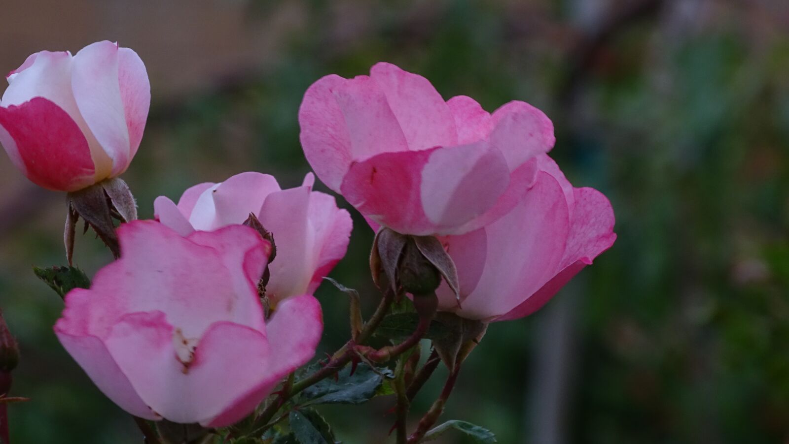 Sony Cyber-shot DSC-HX400V sample photo. Pink, french rose, rose photography