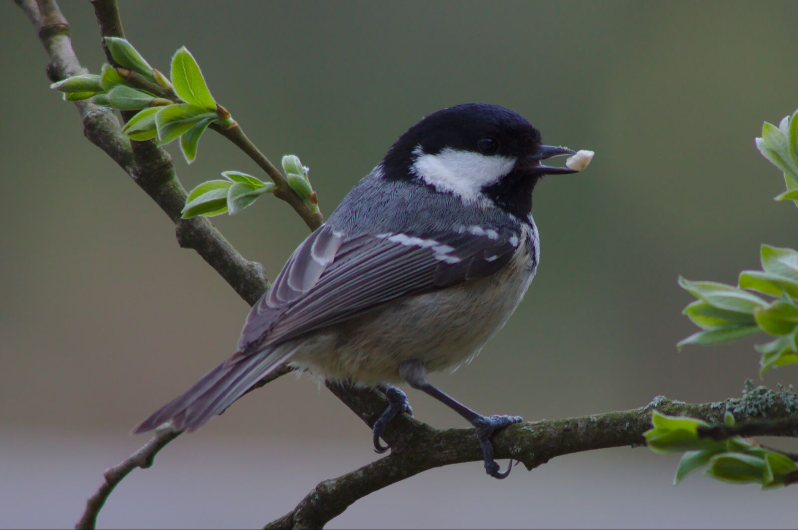 Canon EOS 50D sample photo. Coal tit, twig, garden photography