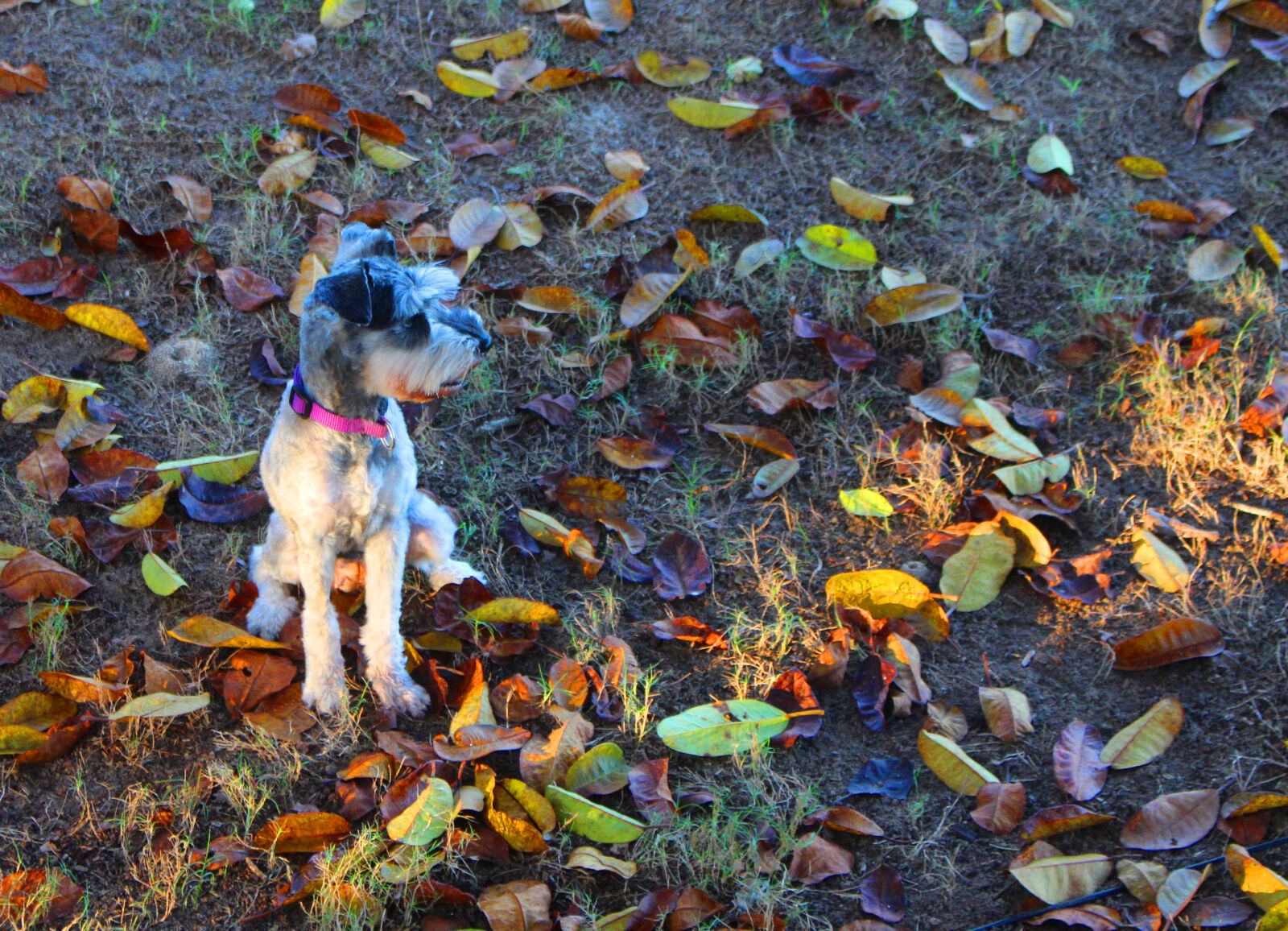 Canon EF-S 18-55mm F3.5-5.6 IS STM sample photo. Autumn, dog, schnauzer photography