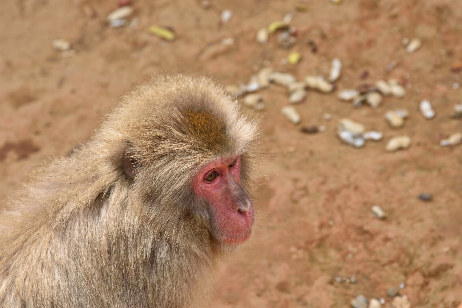 Nikon D7200 sample photo. Animal, monkey, primates photography