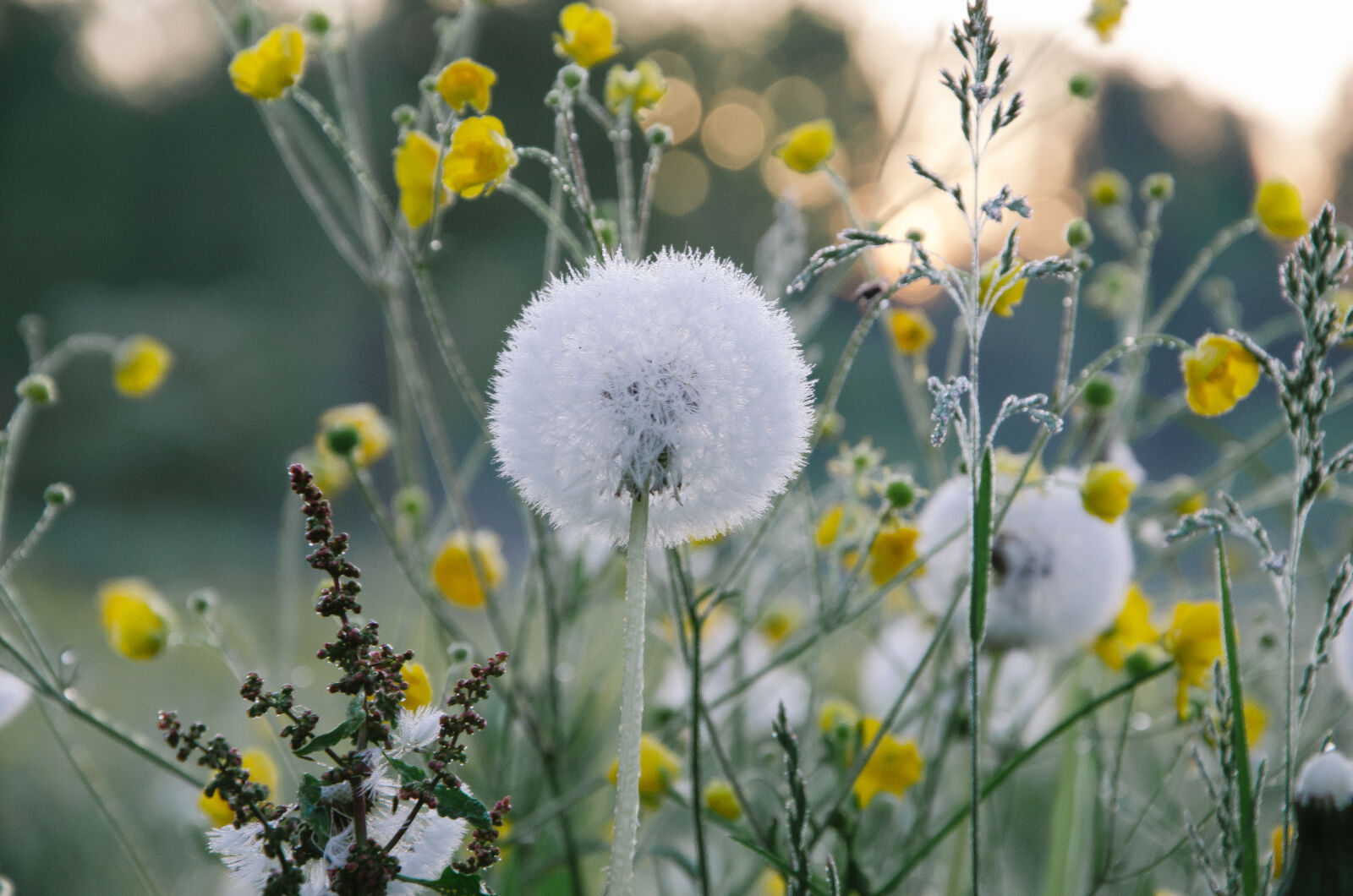 Nikon D5100 sample photo. Dandelion, flowers photography