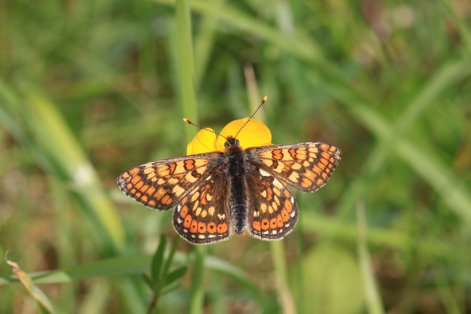 Canon EOS 50D sample photo. Marsh fritillary butterfly, euphydryas photography