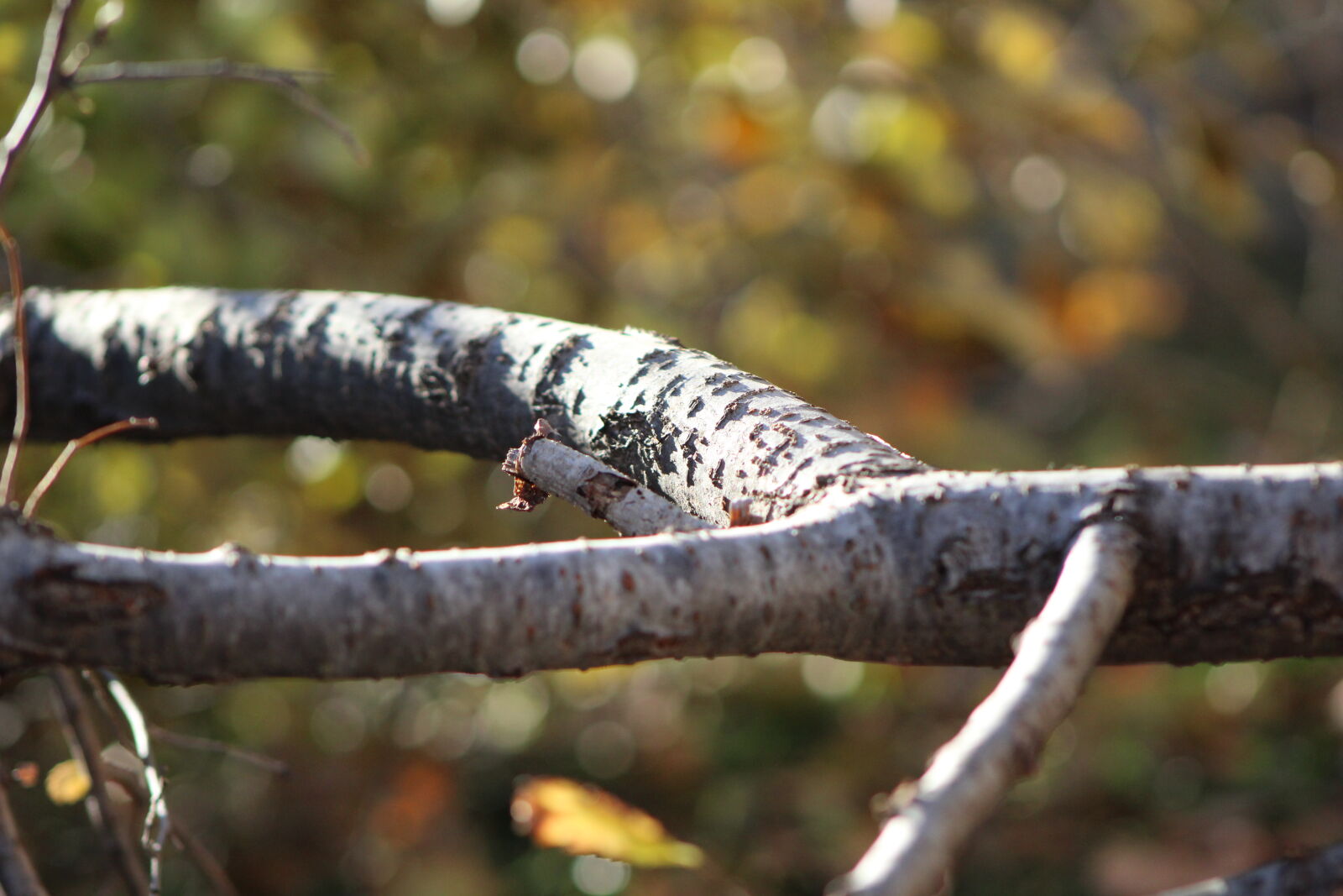 Canon EF 75-300mm f/4-5.6 sample photo