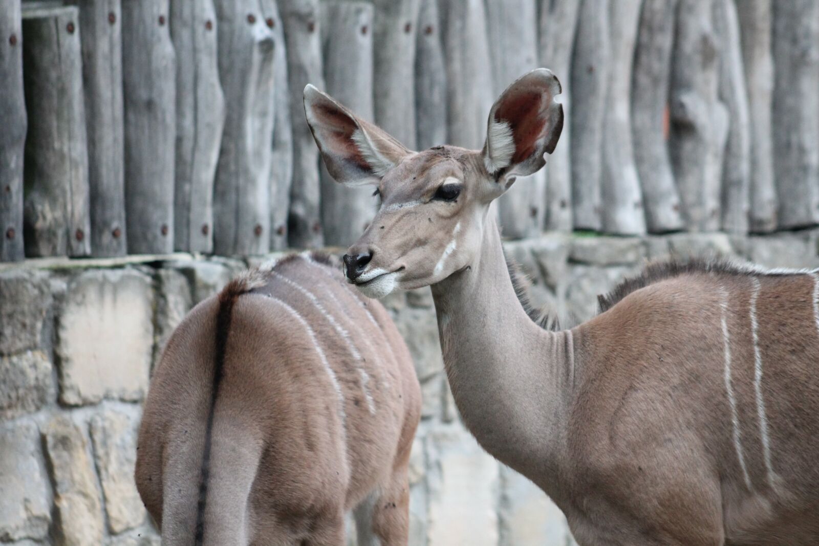 Canon EF 75-300mm f/4-5.6 sample photo. Zoo, safari, dvur kralove photography