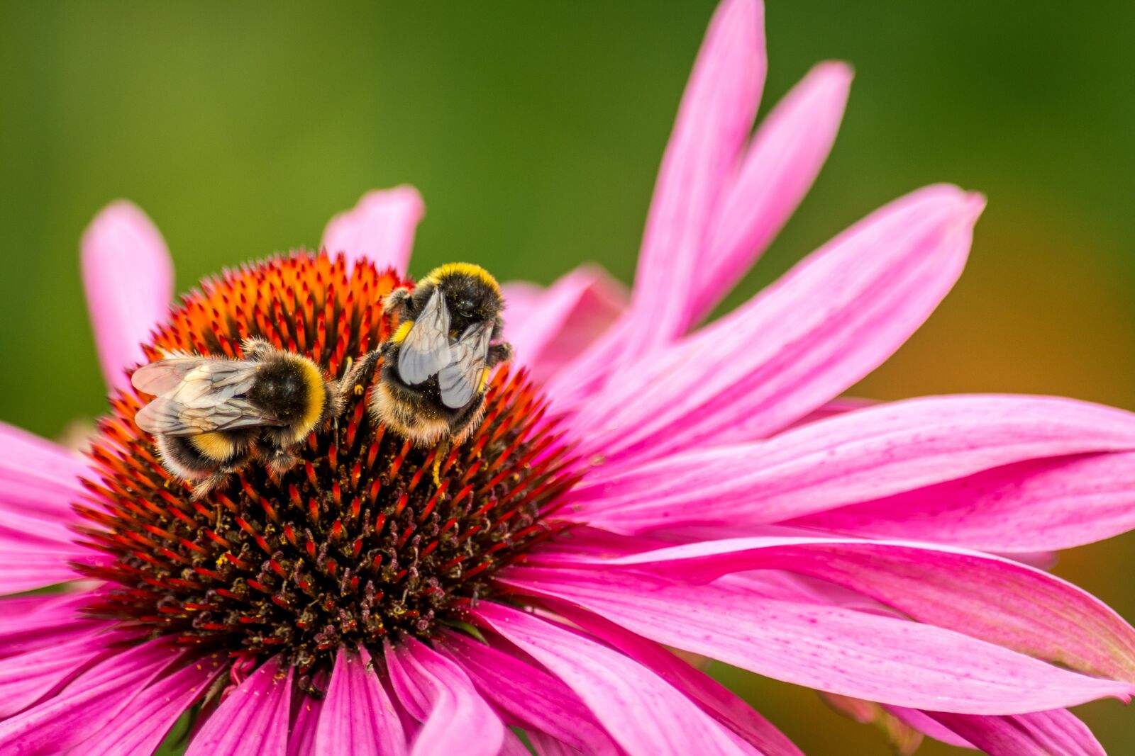 Nikon D7100 sample photo. Bee, flower, bumblebee photography