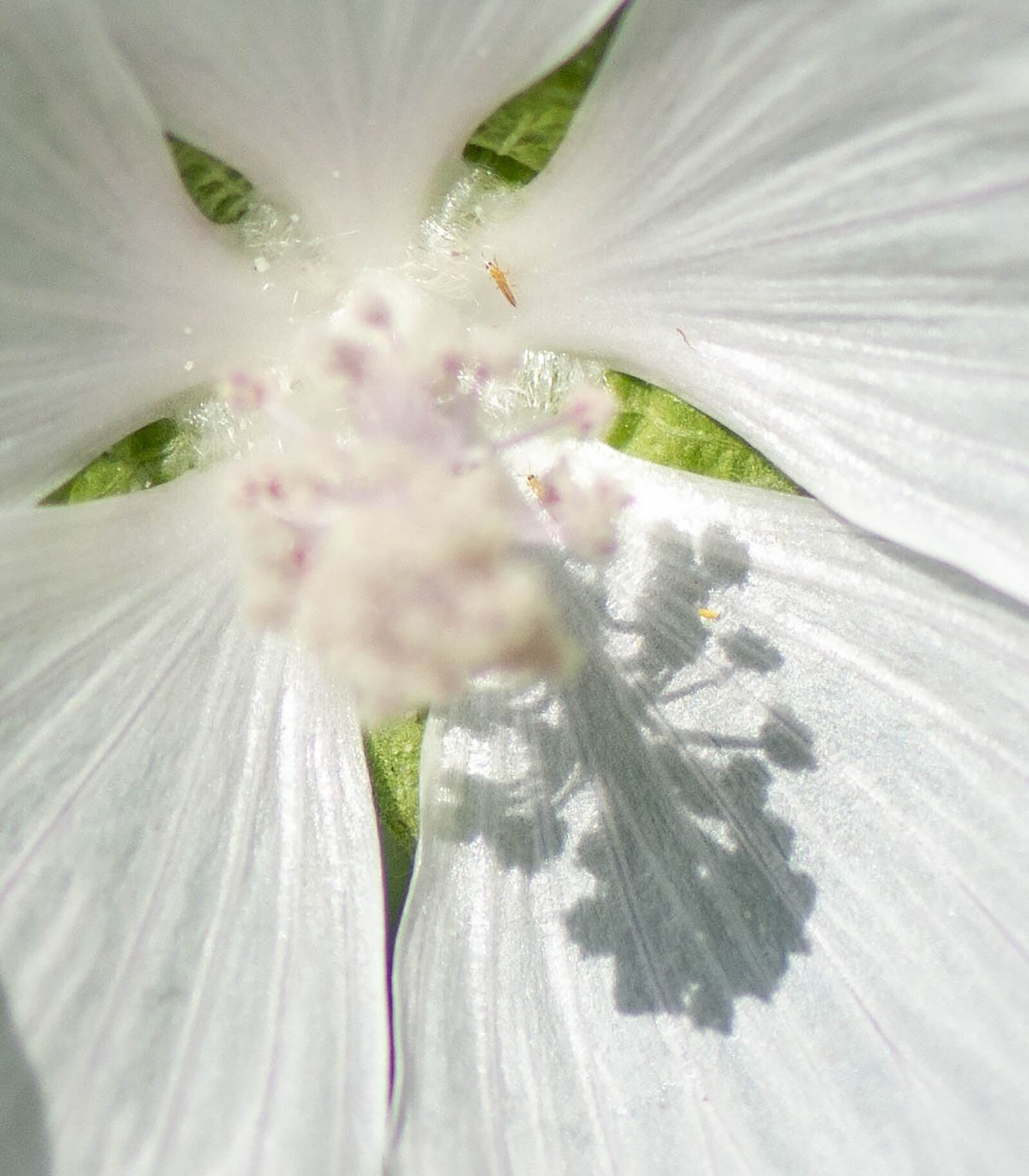 Tamron SP 90mm F2.8 Di VC USD 1:1 Macro sample photo. Flower, white, petal photography