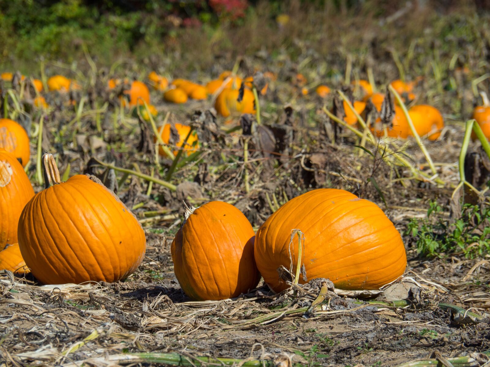 Olympus OM-D E-M1 Mark II sample photo. Pumpkins, harvest, fall photography