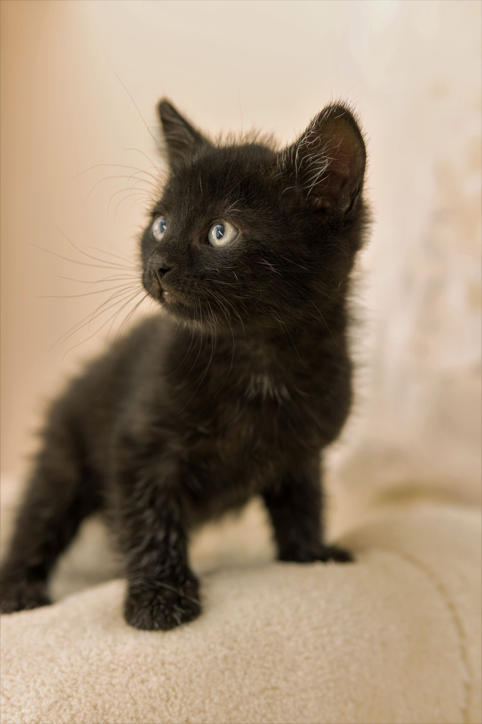 30mm F1.4 DC DN | Contemporary 016 sample photo. Kitten, cat baby, small photography