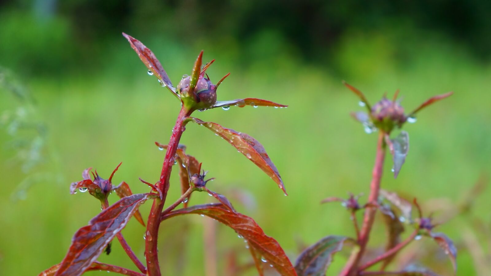 Sony Alpha a3000 + Sony E 18-55mm F3.5-5.6 OSS sample photo. Nature, plants, sprig photography