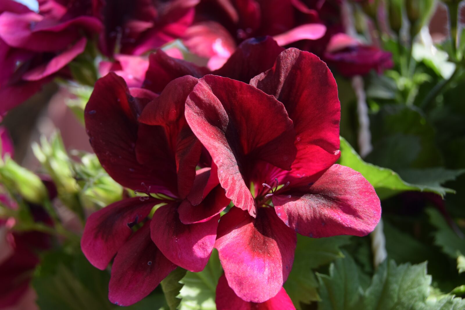 Nikon D3300 sample photo. Summer, red, nature photography