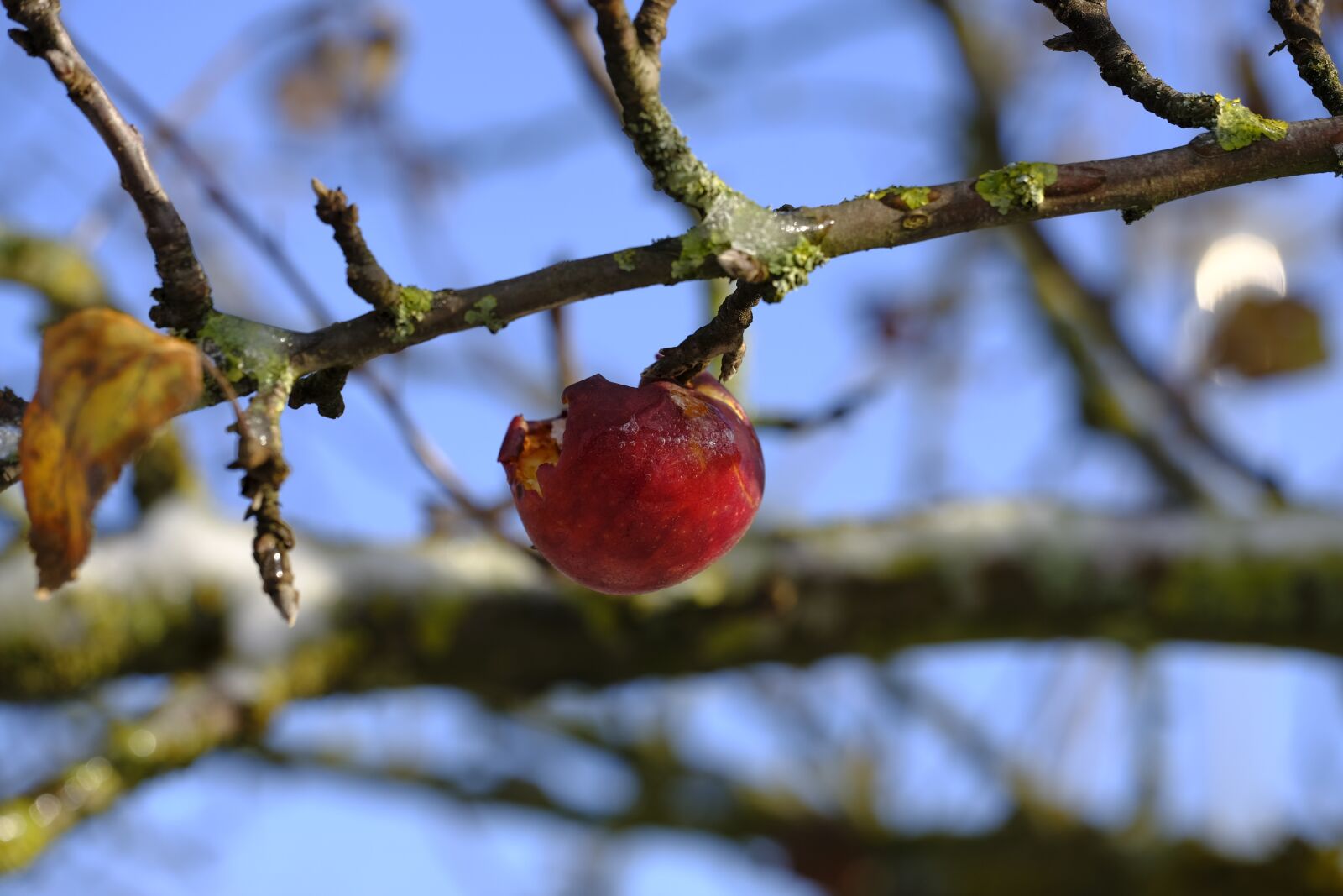 Fujifilm X-T2 + Fujifilm XF 80mm F2.8 R LM OIS WR Macro sample photo. Apple, fruit, winter photography