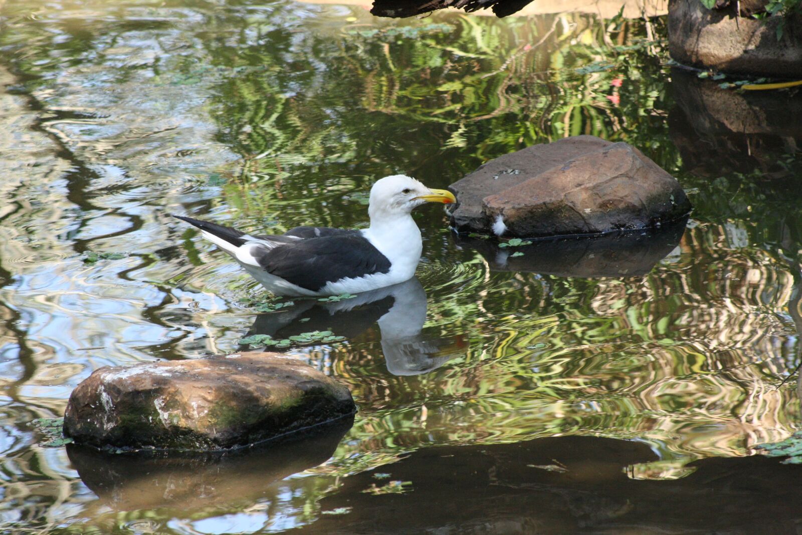 Canon EOS 1000D (EOS Digital Rebel XS / EOS Kiss F) sample photo. Seagull, birds, nature photography