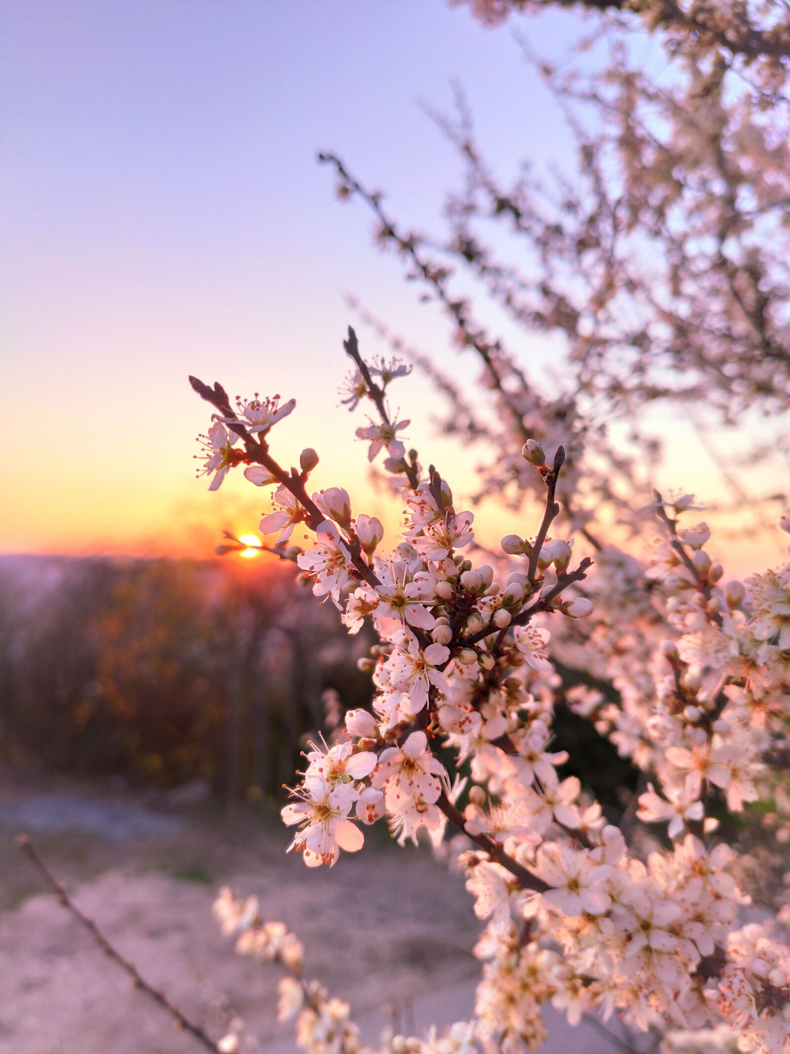 Xiaomi Mi 9T sample photo. Cherry blossom, cherry, cherry photography