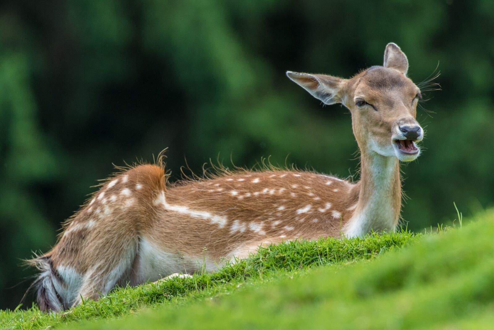 Canon EOS 7D Mark II sample photo. Fallow deer, doe, scheu photography