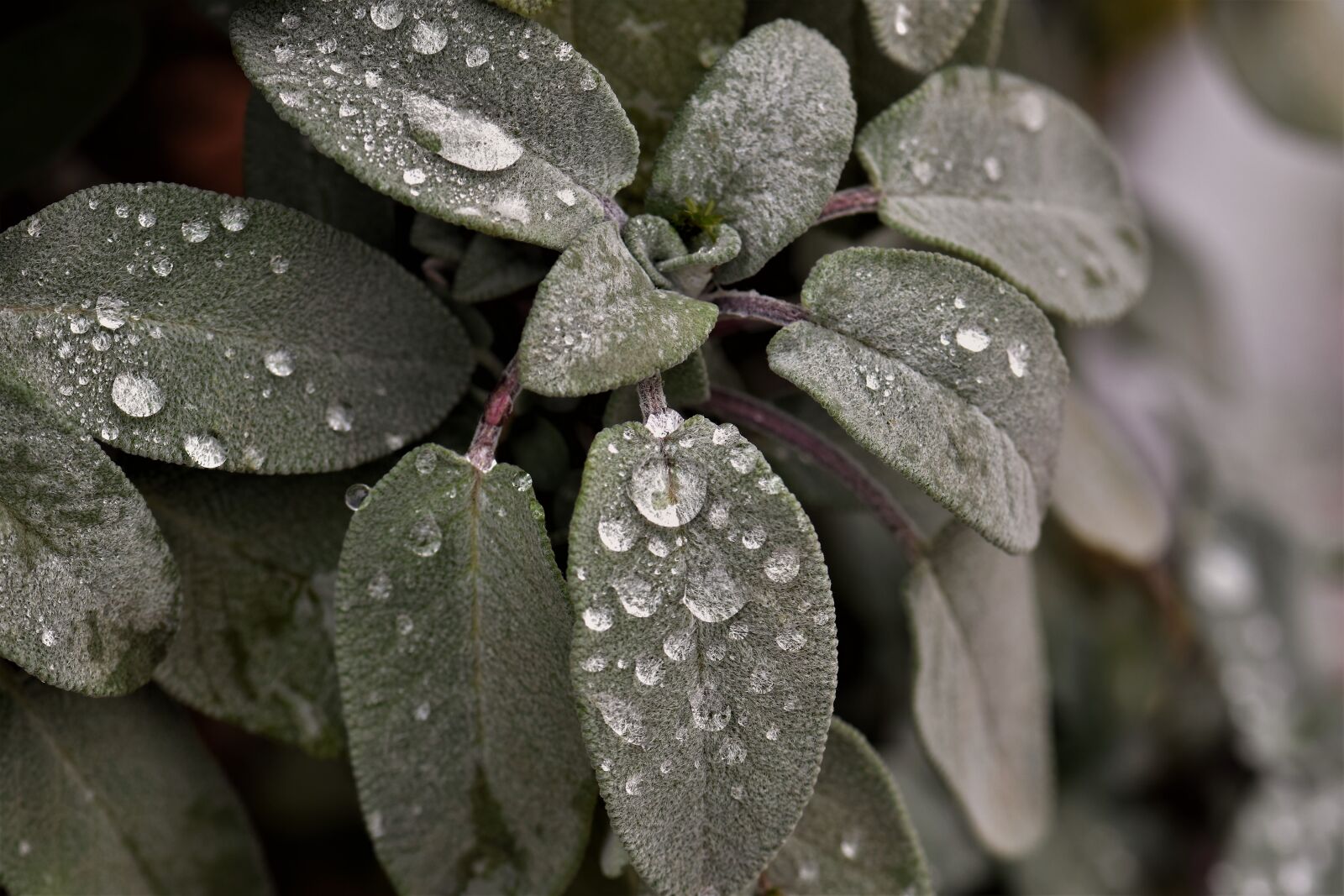 Nikon D5500 sample photo. Sage, plant, raindrop photography