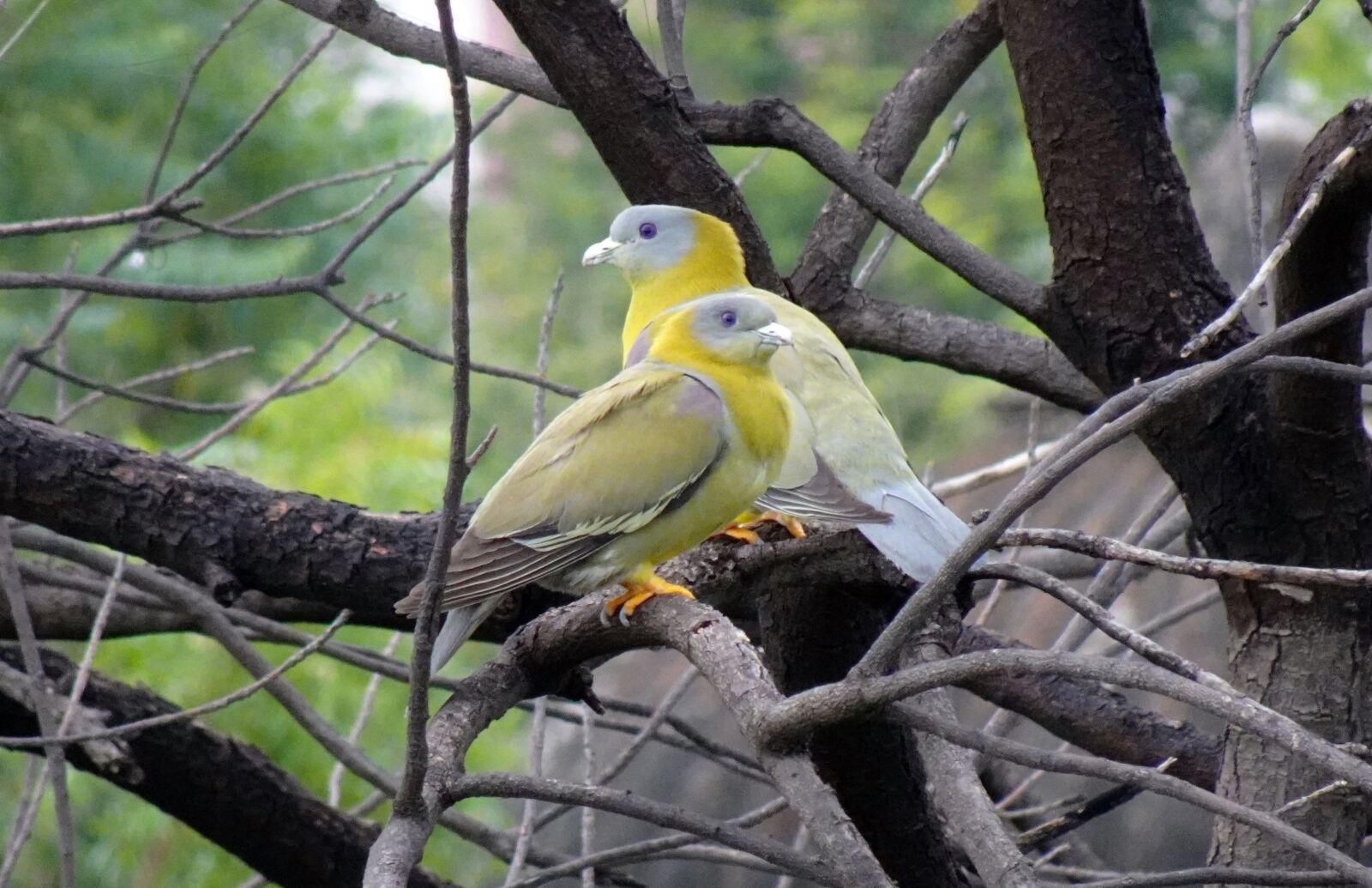 Sony DSC-WX800 sample photo. Bird, pigeon, pair photography