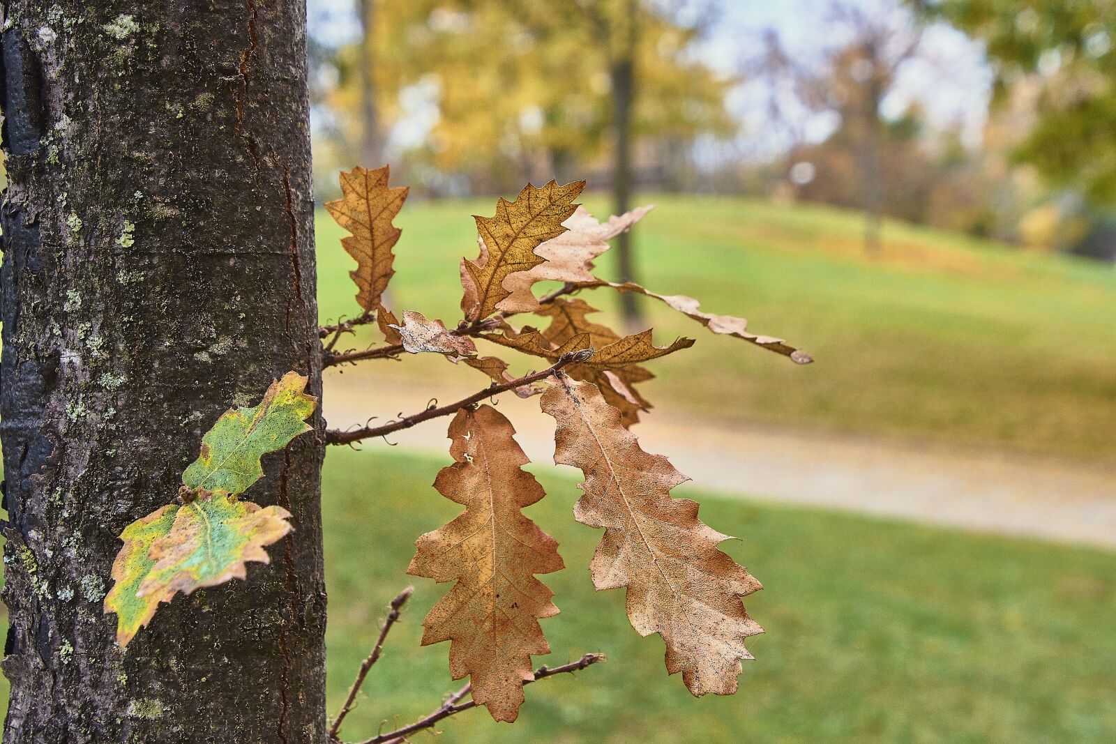 Nikon D7200 sample photo. Autumn, leaves, red photography